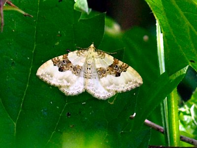 Geoogde bandspanner,  Xanthorhoe montanata.jpg